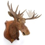 Taxidermy: North American Moose (Alces alces), circa September 18th 1877, N.W. Territory, adult male