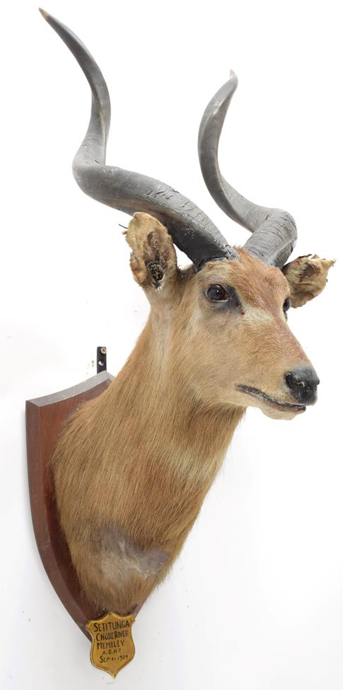 Taxidermy: Zambezi Sitatunga (Tragelaphus selousi), circa September 04th 1929, Chobe River, by J.