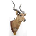 Taxidermy: Zambezi Sitatunga (Tragelaphus selousi), circa September 04th 1929, Chobe River, by J.