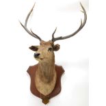 Taxidermy: Scottish Red Deer circa 1906, adult stag Red Deer with head turning slightly to the