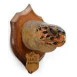 Taxidermy: A Large Hawksbill Sea Turtle Head (Eretmochelys imbricata), circa 1892, Great Barrier