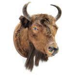 Taxidermy: European Bison (Bos bonasus), circa 1900, young adult male head mount looking straight