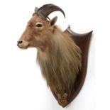 Taxidermy: New Zealand Tahr (Hemitragus jemlahicus), circa 1936, by Peter Spicer & Son's, Taxidermy,