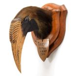 Taxidermy: Blyth's Hornbill (Rhyticeros plicatus), circa 1900, Papau New Guinea, adult male head