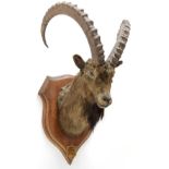 Taxidermy: Mid-Asian Ibex (Capra Sibirica alaiana), circa June 04th 1884, Zanskar, Ladakh,