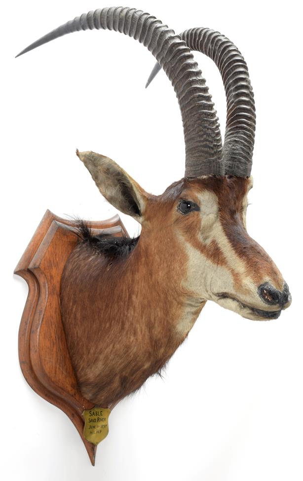 Taxidermy: Southern Sable Antelope (Hippotragus niger niger), circa June 21st 1897, Sand River,