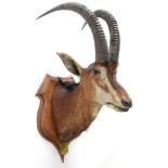 Taxidermy: Southern Sable Antelope (Hippotragus niger niger), circa June 21st 1897, Sand River,