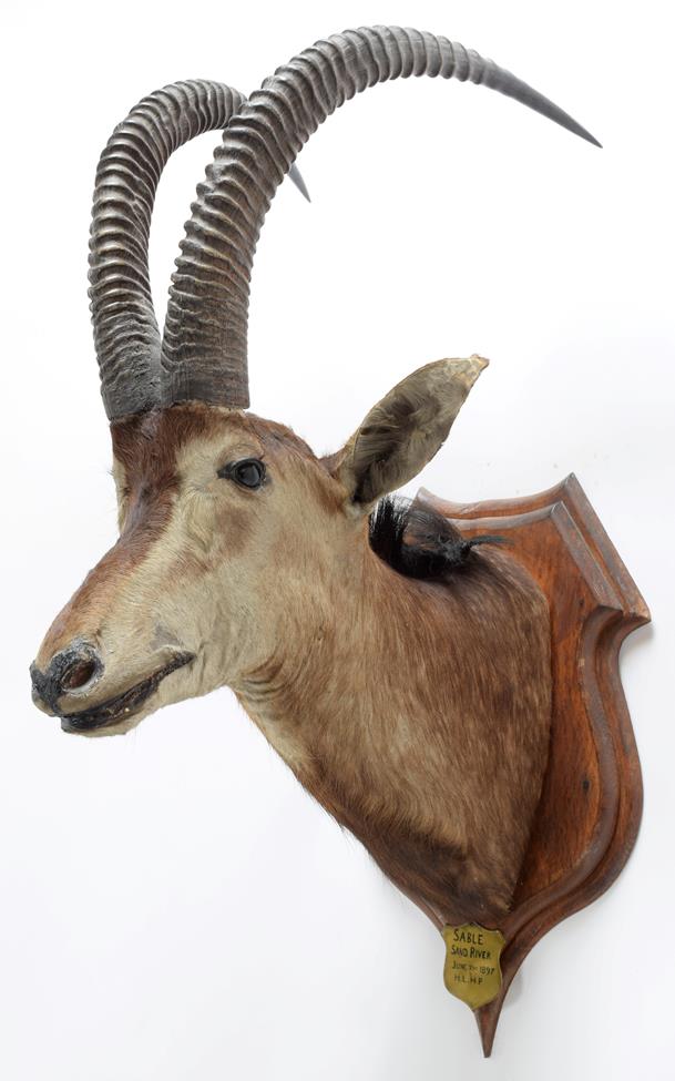 Taxidermy: Southern Sable Antelope (Hippotragus niger niger), circa June 21st 1897, Sand River, - Image 2 of 3