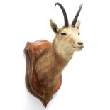 Taxidermy: Alpine Chamois (Rupicapra rupicapra), circa August 21st 1879, Hungary, adult neck mount