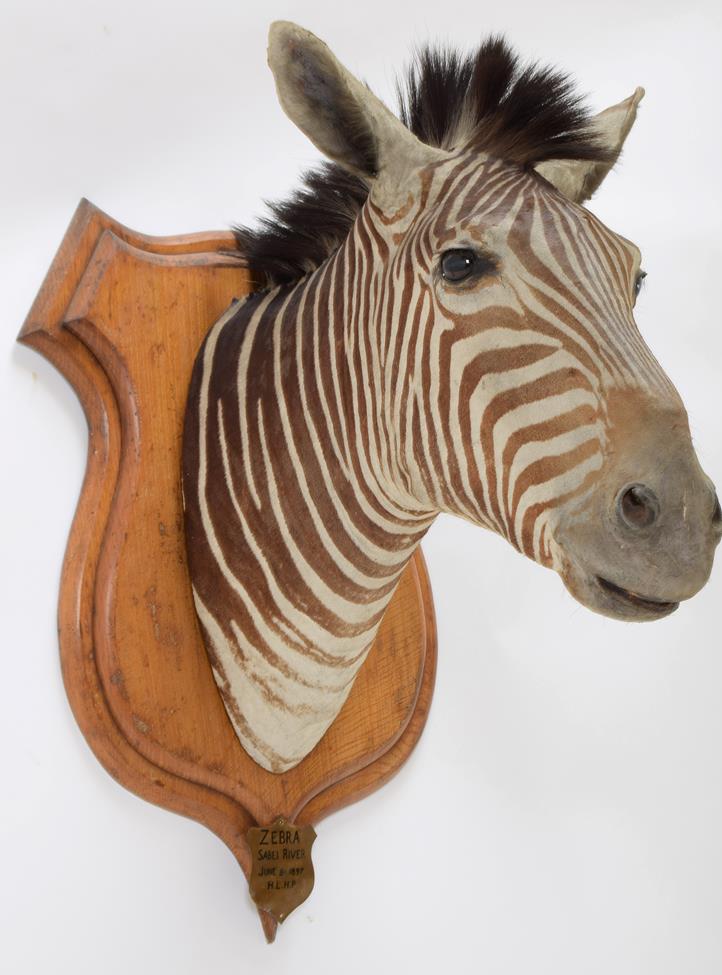 Taxidermy: Plains Zebra (Equus quagga burchellii), circa June 08th 1897, Sabei River, Mala Mala Game - Image 3 of 3