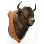 Taxidermy: Wisent or European Bison (Bos bonasus), circa August 11th 1875, Forest of Bielowegskia,