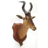 Taxidermy: Cape Red Hartebeest (Alcelaphus buselaphus caama), circa August 13th 1896, adult male