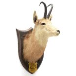 Taxidermy: New Zealand Chamois (Rupicapra rupicapra), circa 1936, by Peter Spicer & Sons, Taxidermy,