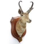 Taxidermy: North American Pronghorn (Antilocapra americana), circa September 06th 1877, North West