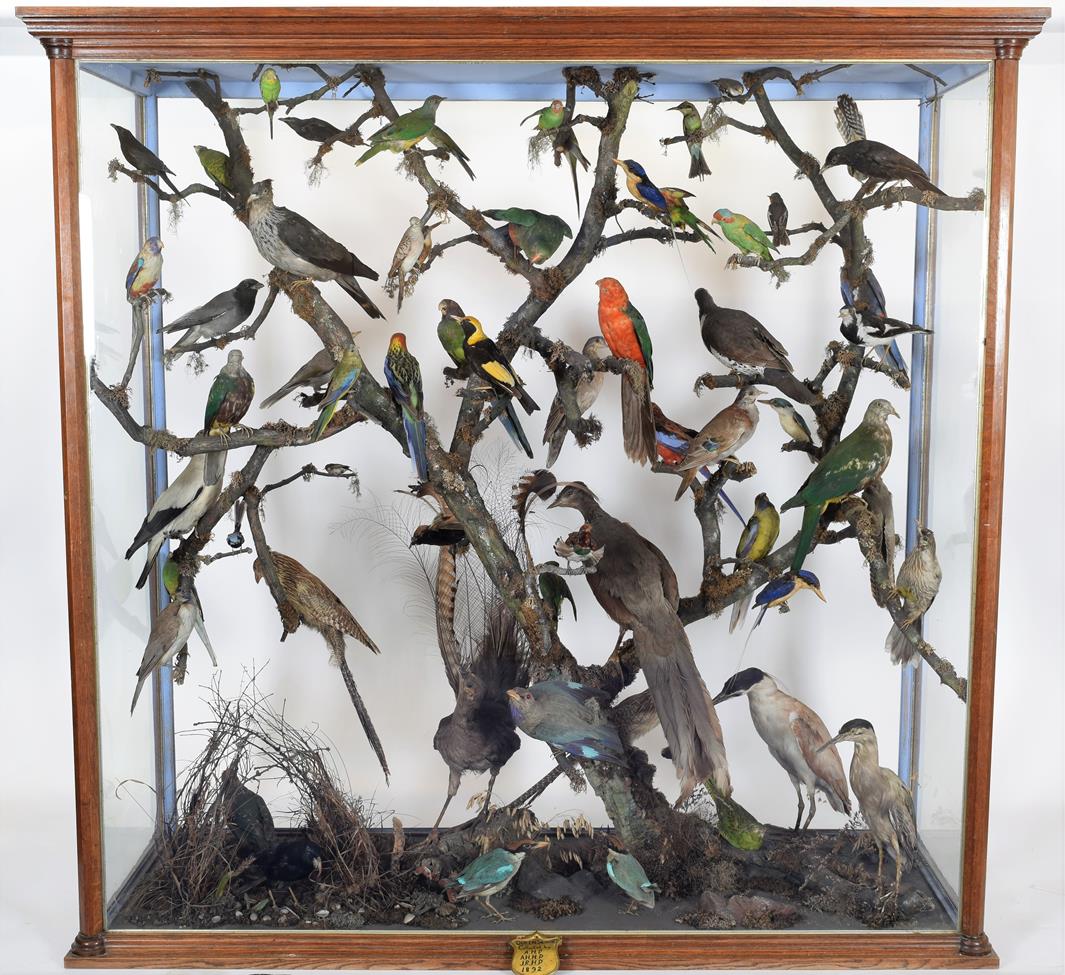Taxidermy: A Large Cased Diorama of Birds Native to Australasia, circa 1872, Australia, attributed - Image 2 of 2