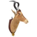 Taxidermy: Cape Red Hartebeest (Alcelaphus buselaphus caama), circa May 08th 1929, Kimberley,