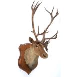 Taxidermy: North American Woodland Caribou (Rangifer tarandus caribou), circa September 11th 1878,