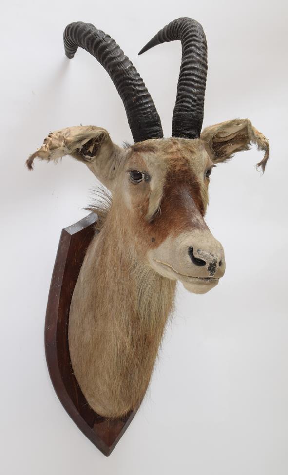 Taxidermy: Southern Roan Antelope (Hippotragus equinus equinus), circa 1929, South Africa, by J.R. - Image 2 of 2