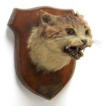 Taxidermy: Wild Domestic Cat (Felis catus), circa December 27th 1894, Hope Wood, Hodnet, adult head