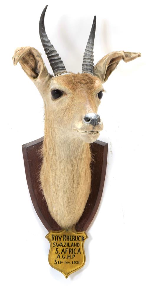 Taxidermy: Common & Mountain Reedbuck, September 1931, Swaziland, South Africa, by J.R. Ivy, - Image 2 of 2