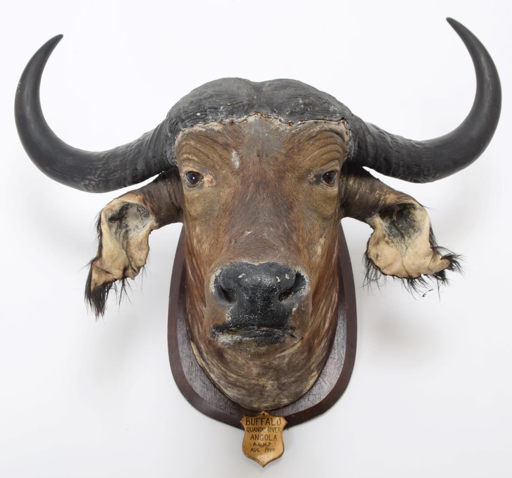 Taxidermy: African Cape Buffalo (Syncerus caffer), circa August 1929, Angola, South Africa, adult - Image 3 of 3