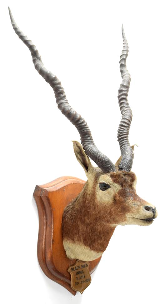 Taxidermy: Indian Blackbuck & Chinkara, circa 1874 & 1870, India, adult male Blackbuck neck mount