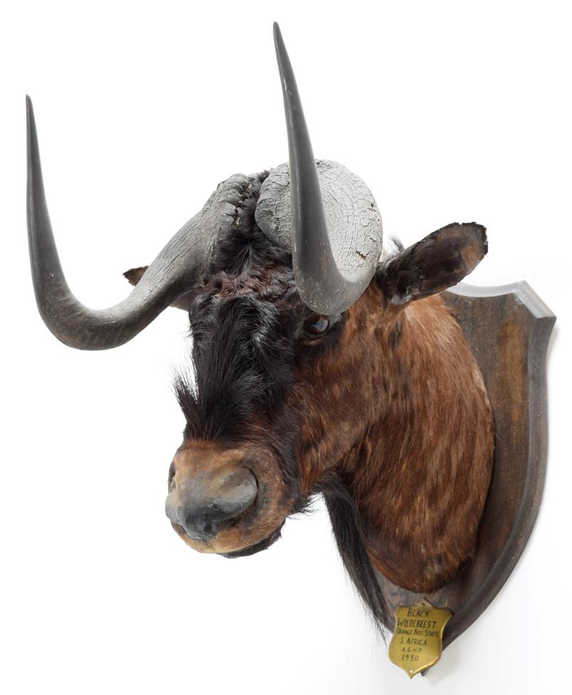 Taxidermy: Black Wildebeest (Connochaetes gnou), circa 1930, Orange Free State, South Africa, by - Image 2 of 4