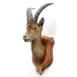 Taxidermy: Spanish Ibex (Capra pyrenaica), circa December 23rd 1879, Bouquetin, Sierra Vermeja,