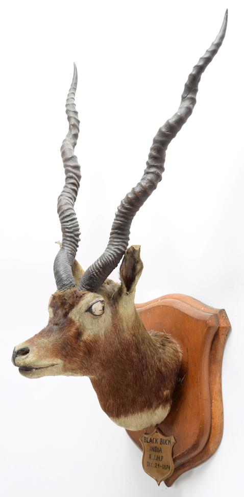 Taxidermy: Indian Blackbuck & Chinkara, circa 1874 & 1870, India, adult male Blackbuck neck mount - Image 3 of 6