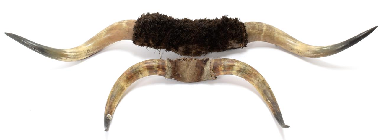 Antlers/Horns: Steer Horns (Bos taurus), circa 1900, a pair of large Steer Horns with hide covered