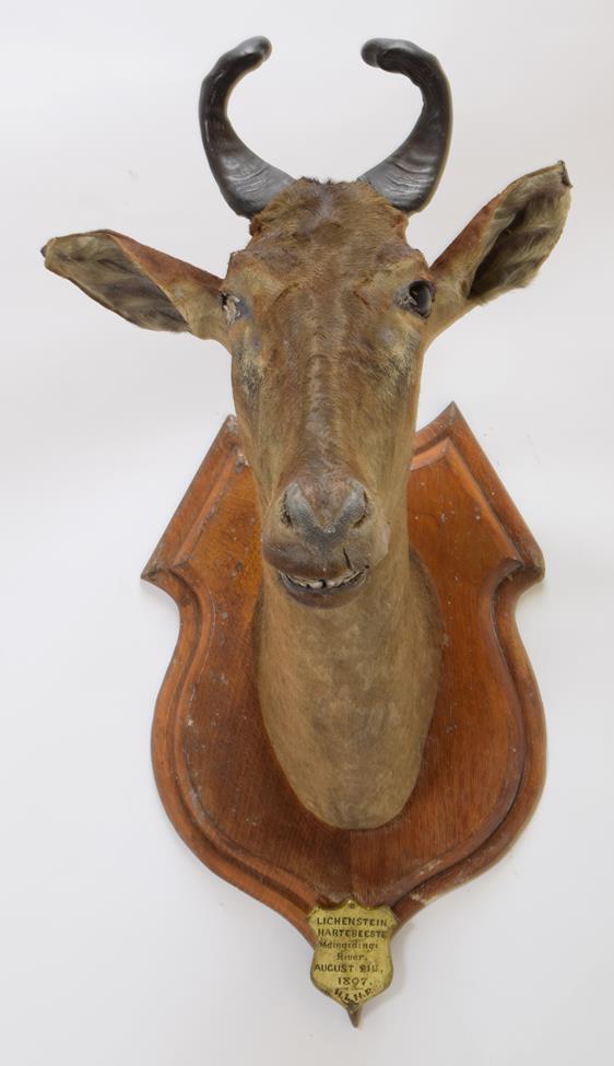 Taxidermy: A Pair of Lichtenstein's Hartebeest's (Alcelaphus lichtensteinii), circa August 1897, - Image 4 of 6