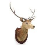 Taxidermy: Scottish Red Deer (Cervus elaphus), circa 1920, attributed to Peter Spicer & Sons,