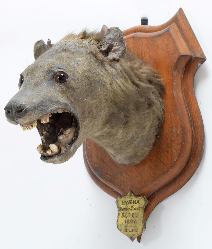 Taxidermy: Spotted Hyena (Crocuta Crocuta), circa September 02nd 1897, Moida River, South Africa, - Image 2 of 3