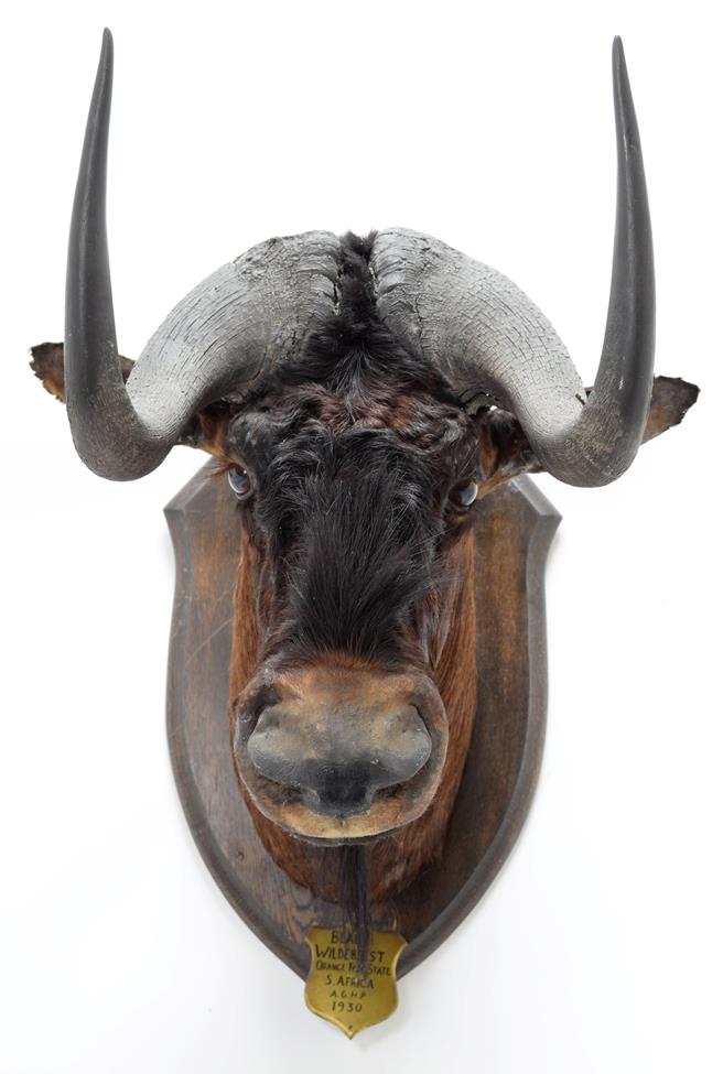 Taxidermy: Black Wildebeest (Connochaetes gnou), circa 1930, Orange Free State, South Africa, by - Image 3 of 4