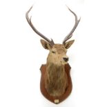 Taxidermy: Scottish Red Deer (Cervus elaphus), circa October 01st 1925, Isle of Mull, attributed