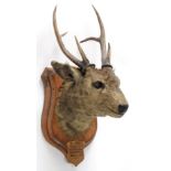 Taxidermy: Indian Hog Deer (Axis porcinus), circa 1887, an adult male head mount looking straight