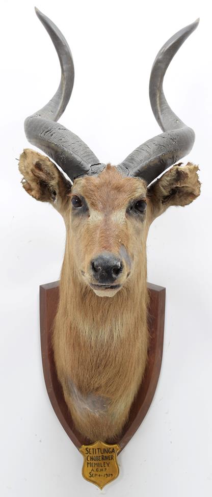 Taxidermy: Zambezi Sitatunga (Tragelaphus selousi), circa September 04th 1929, Chobe River, by J. - Image 3 of 3