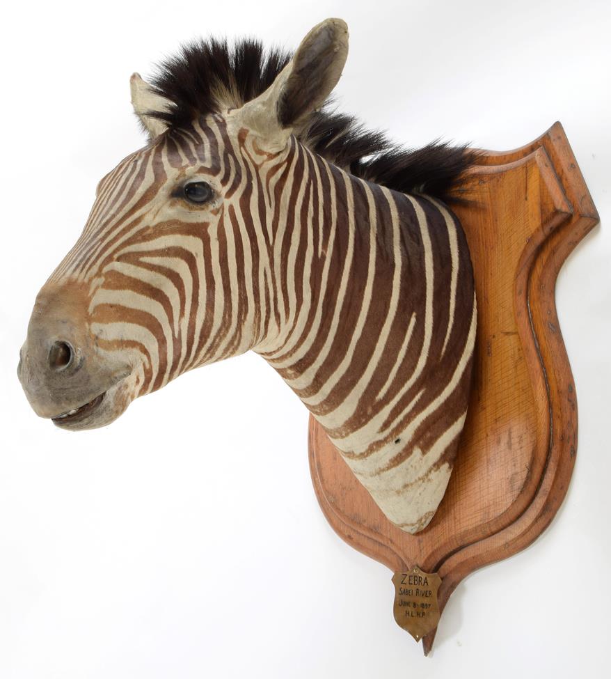 Taxidermy: Plains Zebra (Equus quagga burchellii), circa June 08th 1897, Sabei River, Mala Mala Game