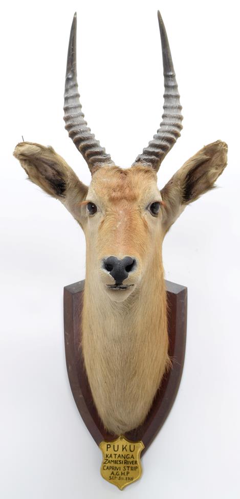 Taxidermy: Puku (Kobus vardonii), circa September 05th 1931, Zambesi River, Africa, by J.R. IVY, - Image 3 of 3