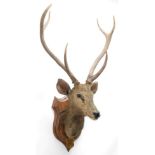 Taxidermy: Indian Sambar Deer (Rusa unicolor), circa January 12th 1883, Limri, Northern India, adult