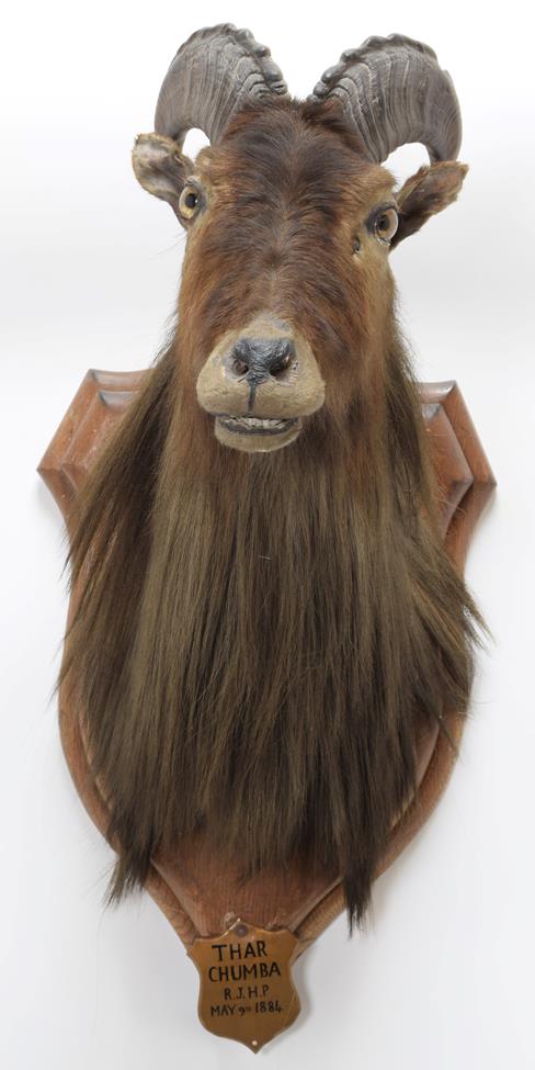 Taxidermy: Himalayan Tahr (Hemitragus jemlahicus), circa may 09th 1884, Chumbi Valley, Tibet, - Image 3 of 3