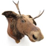 Taxidermy: European Moose (Alces alces), circa September 25th 1876, Norway, young adult male head