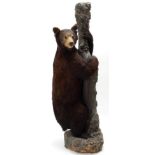 Taxidermy: North American Black Bear (Ursus americanus), circa 1877, full mount young adult stood