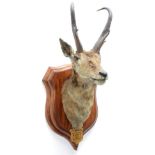 Taxidermy: North American Pronghorn (Antilocapra americana), circa September 03rd 1877, North West