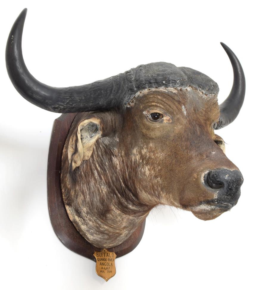 Taxidermy: African Cape Buffalo (Syncerus caffer), circa August 1929, Angola, South Africa, adult