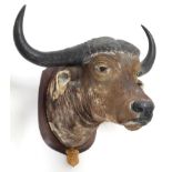 Taxidermy: African Cape Buffalo (Syncerus caffer), circa August 1929, Angola, South Africa, adult