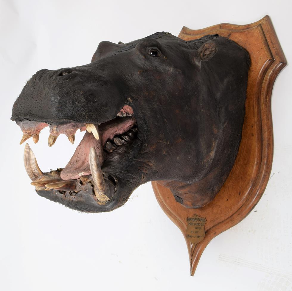 Taxidermy: African Hippopotamus (Hippopotamus amphibius), circa August 07th 1897, Moosapassa - Image 2 of 3