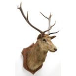 Taxidermy: European Red Deer & European Reindeer, circa late 19th century, a Red Deer stag neck