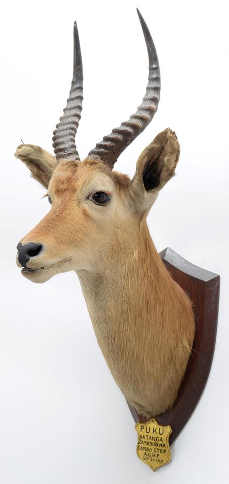 Taxidermy: Puku (Kobus vardonii), circa September 05th 1931, Zambesi River, Africa, by J.R. IVY, - Image 2 of 3