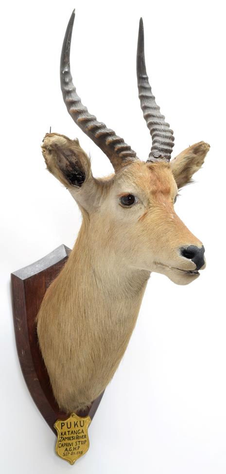 Taxidermy: Puku (Kobus vardonii), circa September 05th 1931, Zambesi River, Africa, by J.R. IVY,